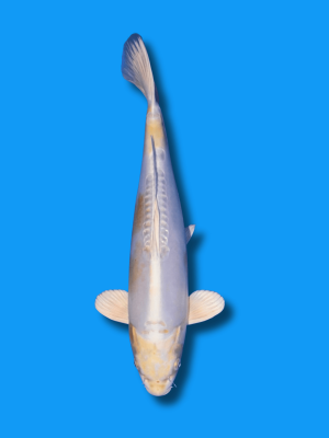 Doitsu Hariwake | Koi&Co.